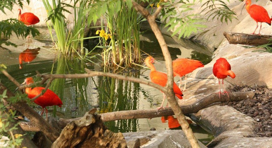 Montpellier Zoological Park , , France